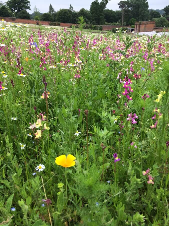 Ickworth Wildflower